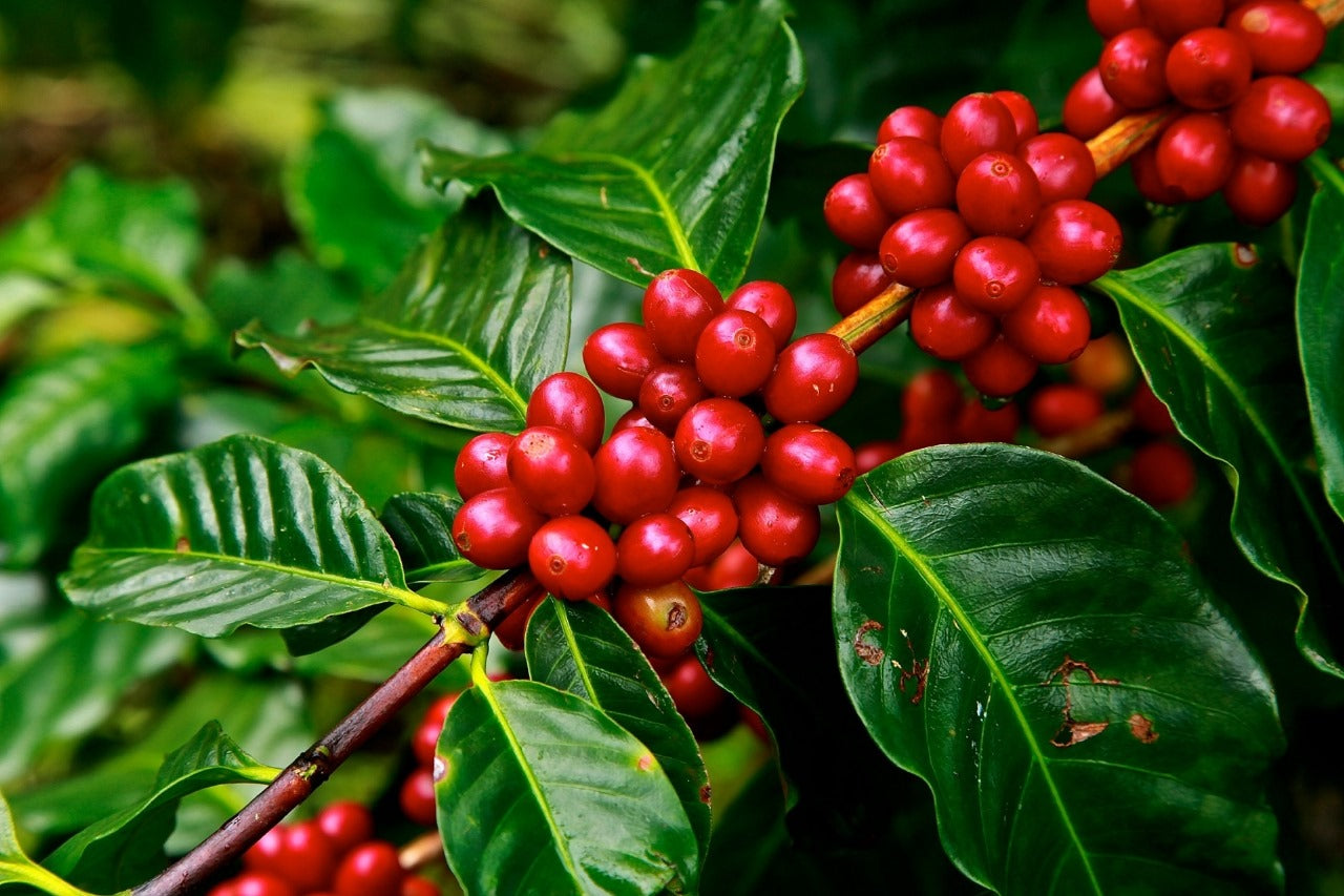 Arú Coffee - Dark Roast